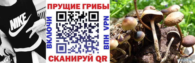 Галлюциногенные грибы Cubensis  Купить где  Верхняя Пышма 